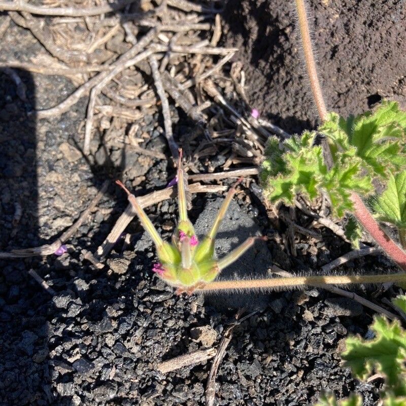 Pelargonium capitatum fruit