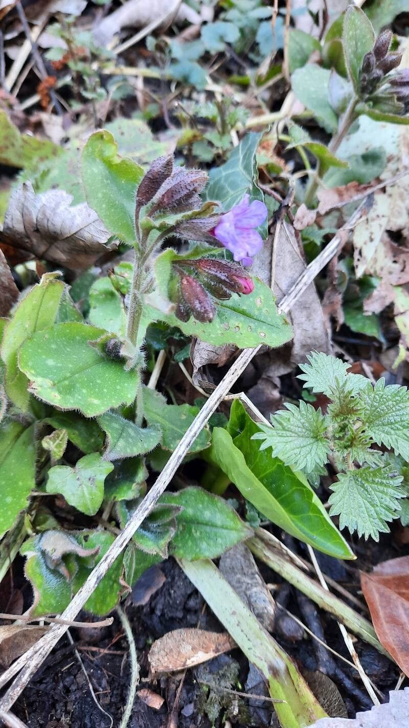 Pulmonaria helvetica flower