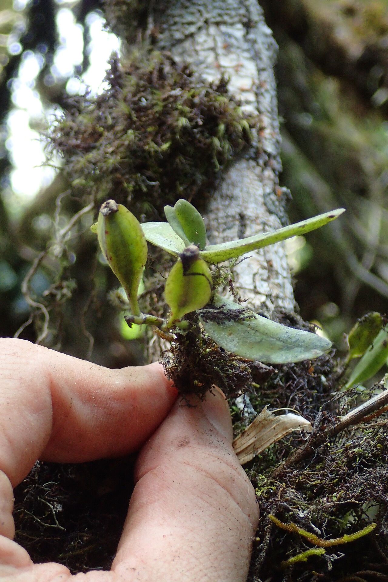 Cyrtorchis submontana fruit