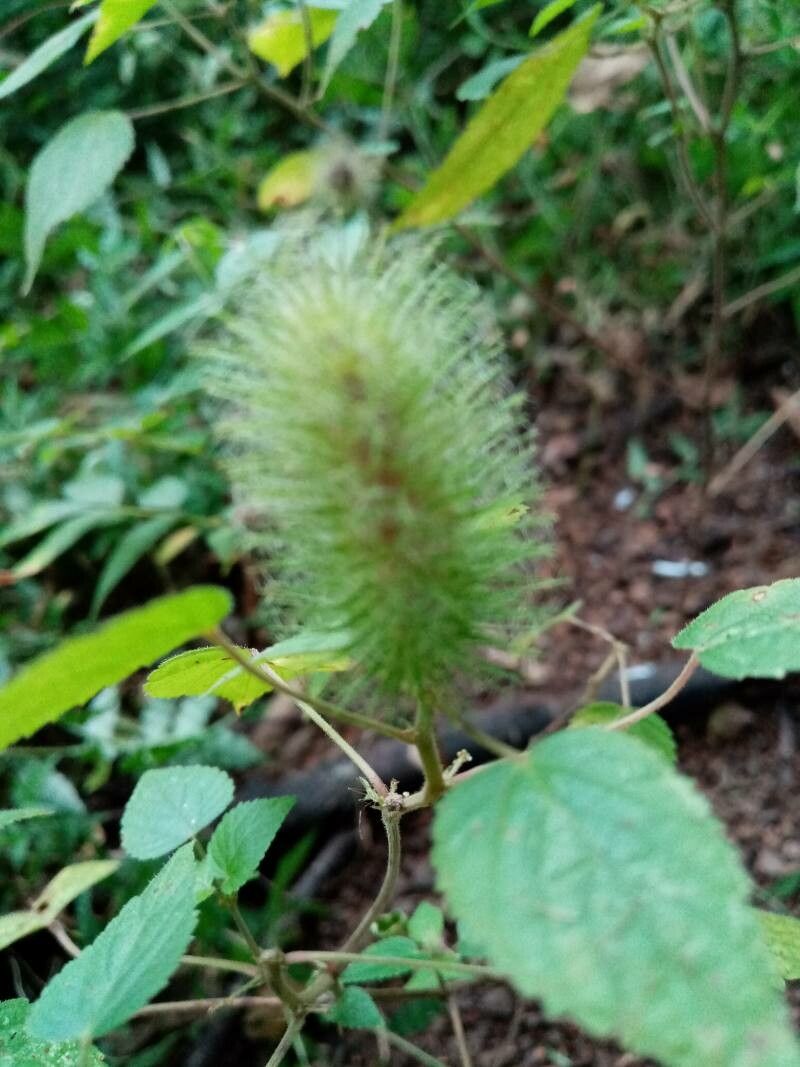 Acalypha alopecuroidea flower