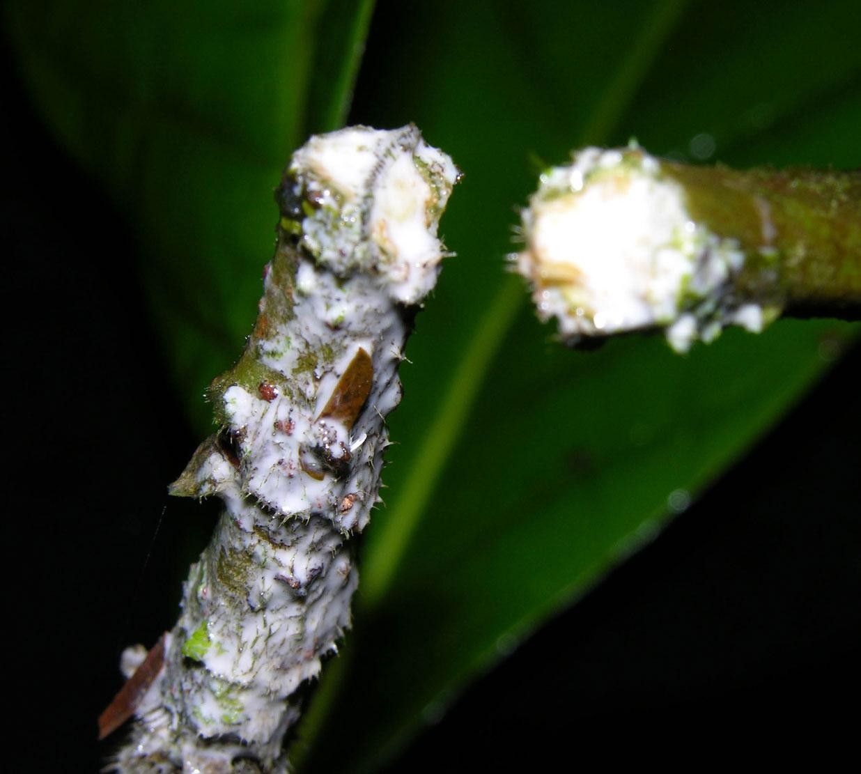 Ficus brevibracteata flower