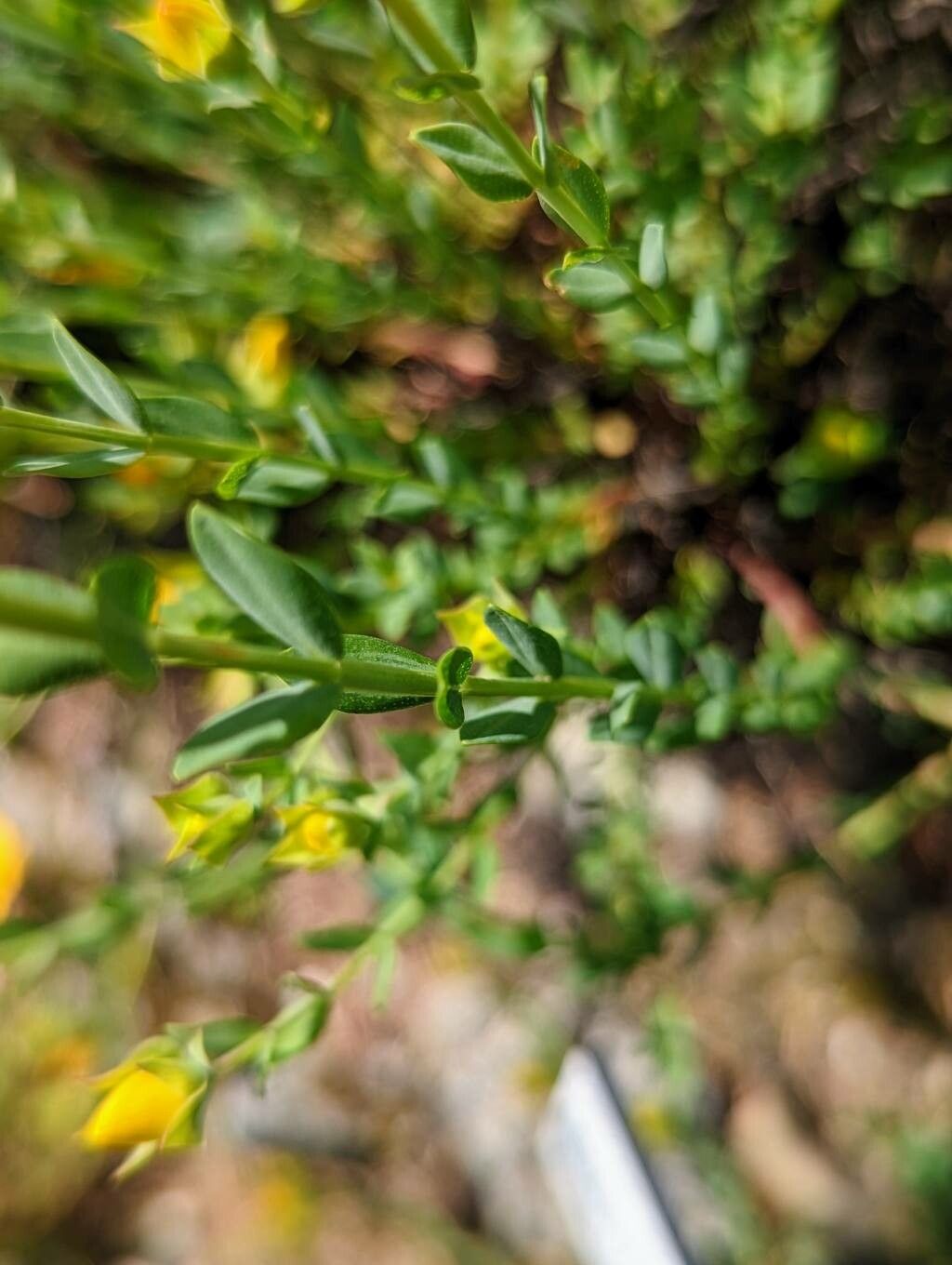 Hypericum linarioides leaf