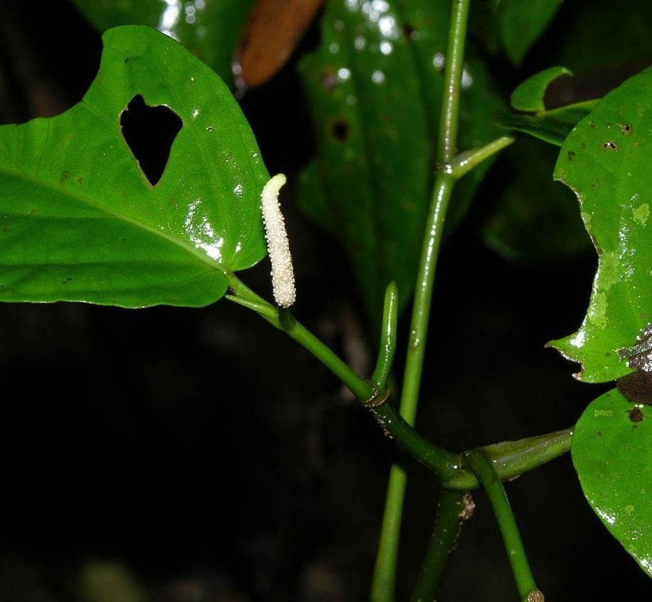 Piper holdridgeanum bark