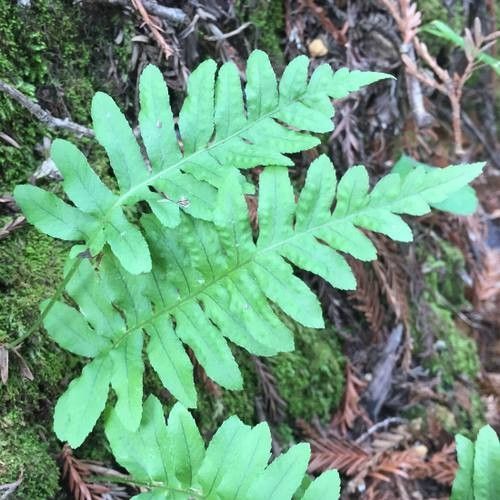 Polypodium californicum leaf