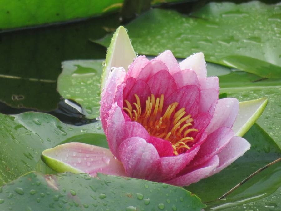 Nymphaea candida flower