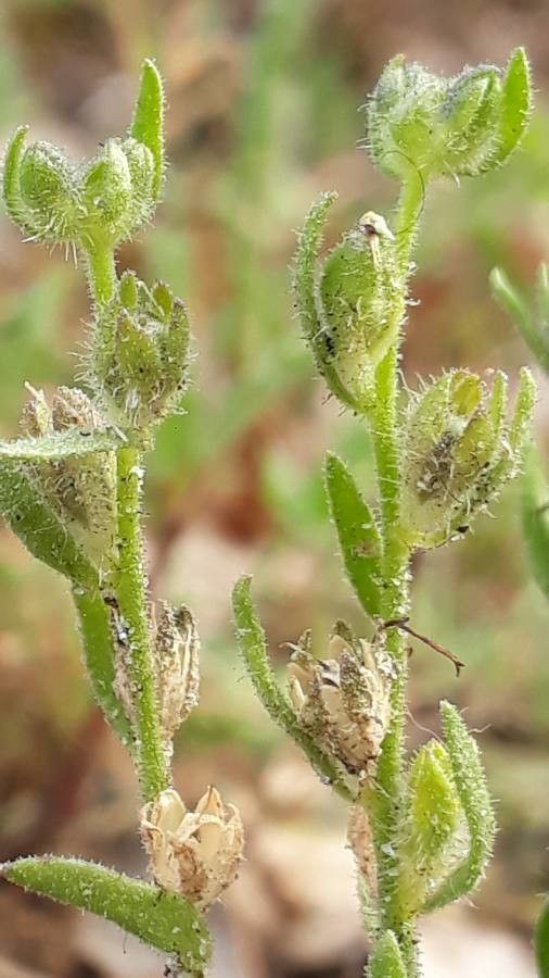 Linaria arenaria fruit