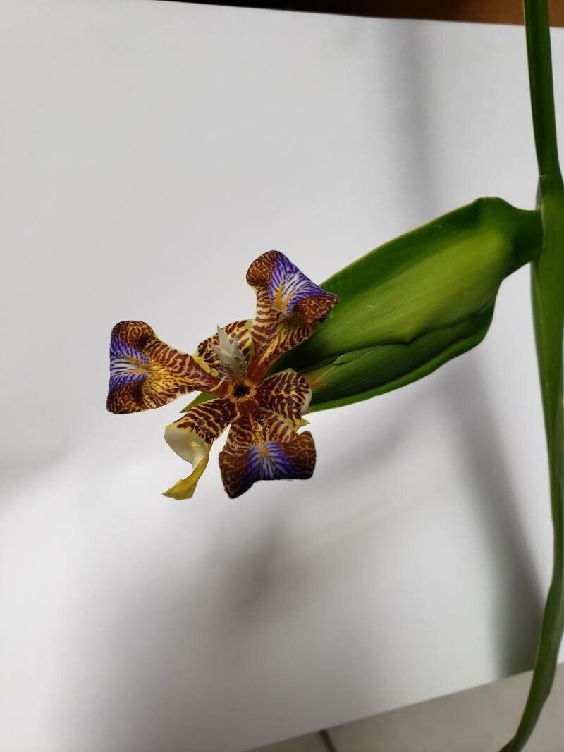 Trimezia variegata — houseplant care guide