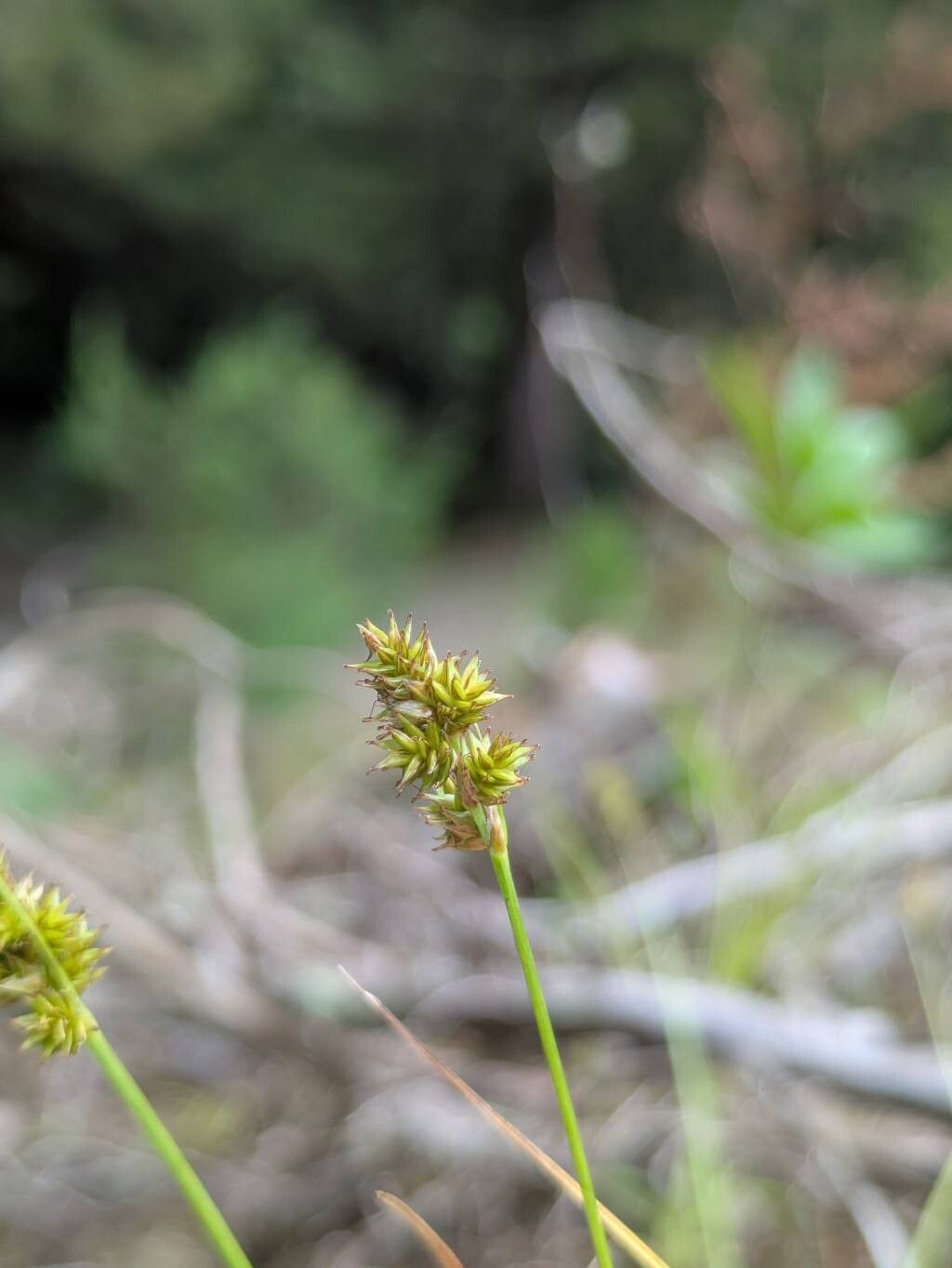 Carex bonplandii — houseplant care guide