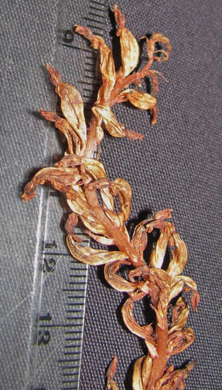 Aspidogyne grayumii other