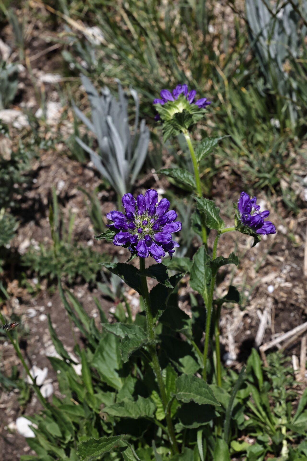 Campanula foliosa flower