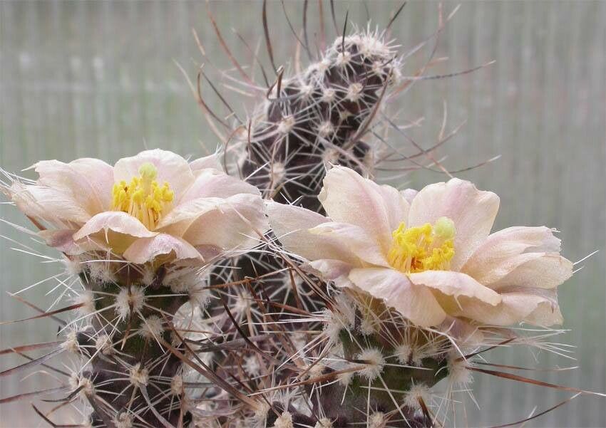 Pterocactus australis — related species from the same genus