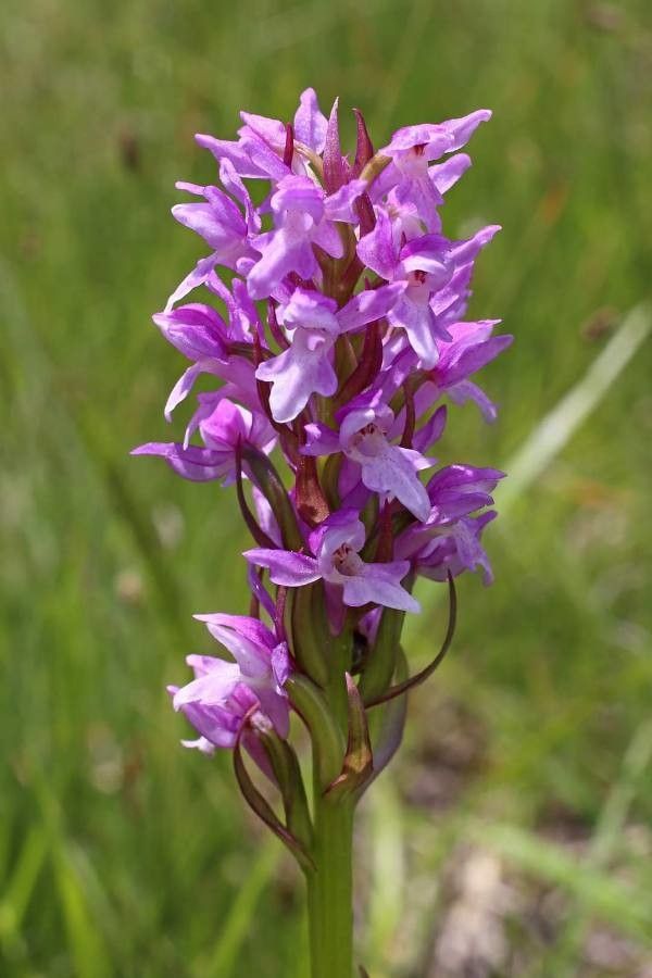 Dactylorhiza kalopissii flower