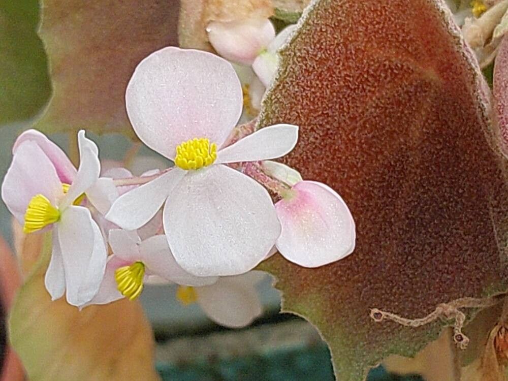 Begonia rigida flower