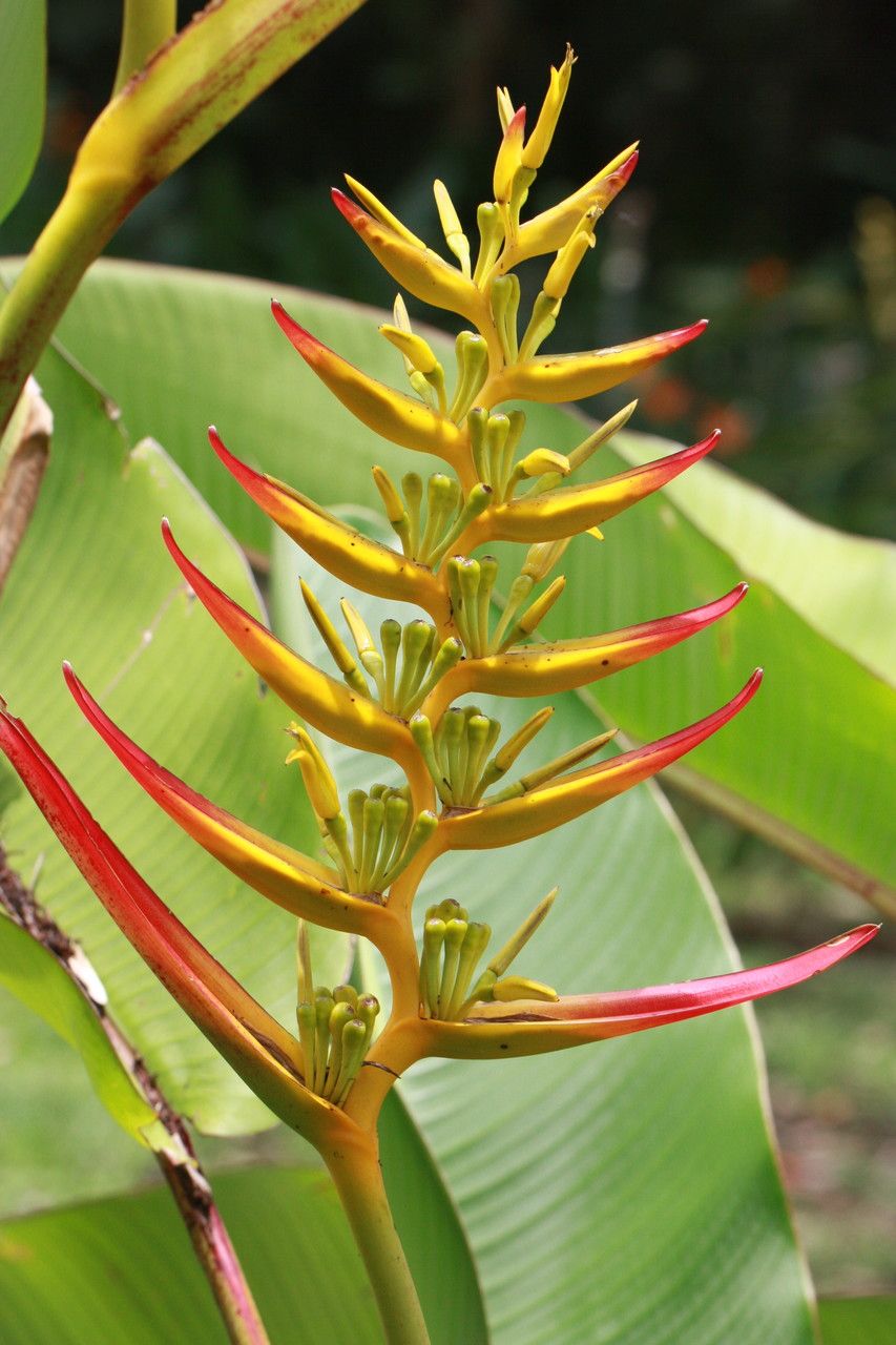 Heliconia lingulata flower
