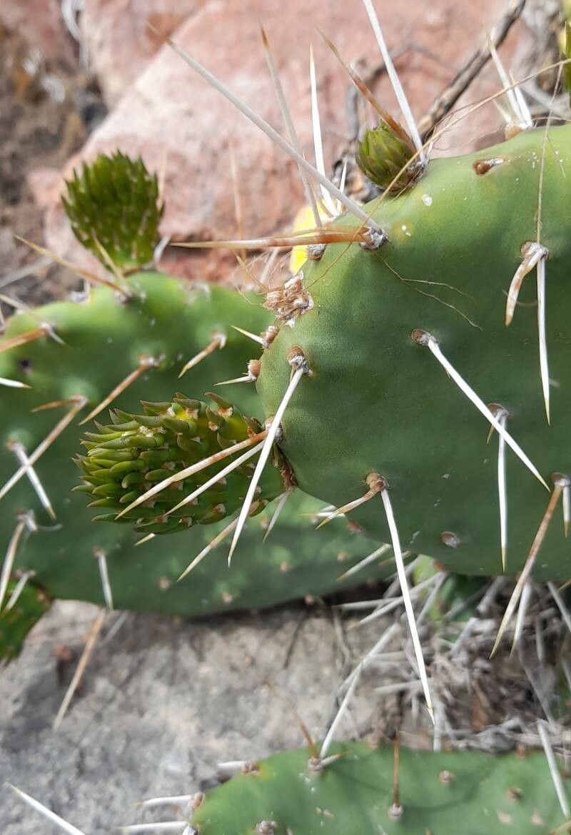 Opuntia penicilligera — houseplant care guide