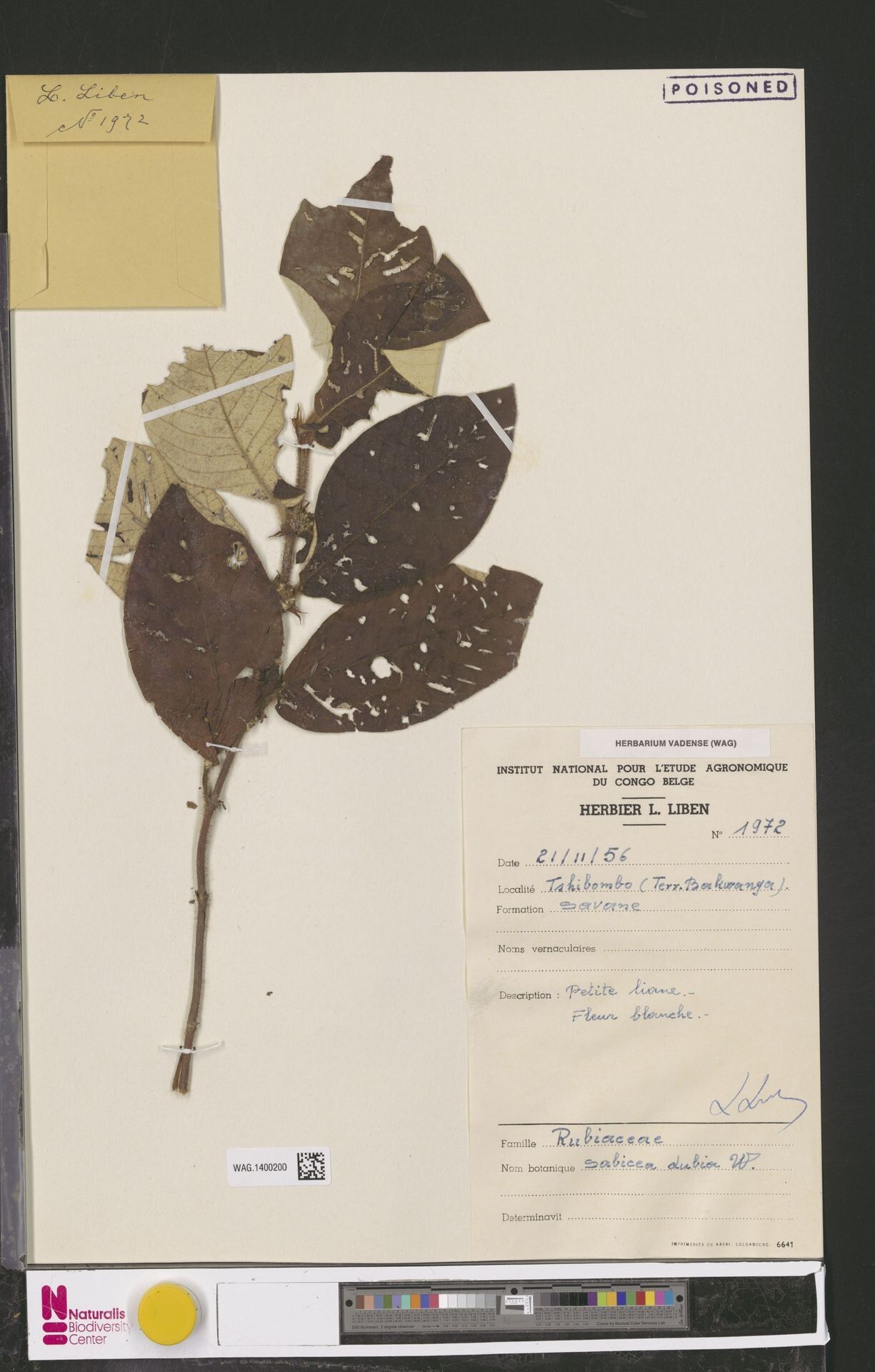 Sabicea dubia — houseplant care guide