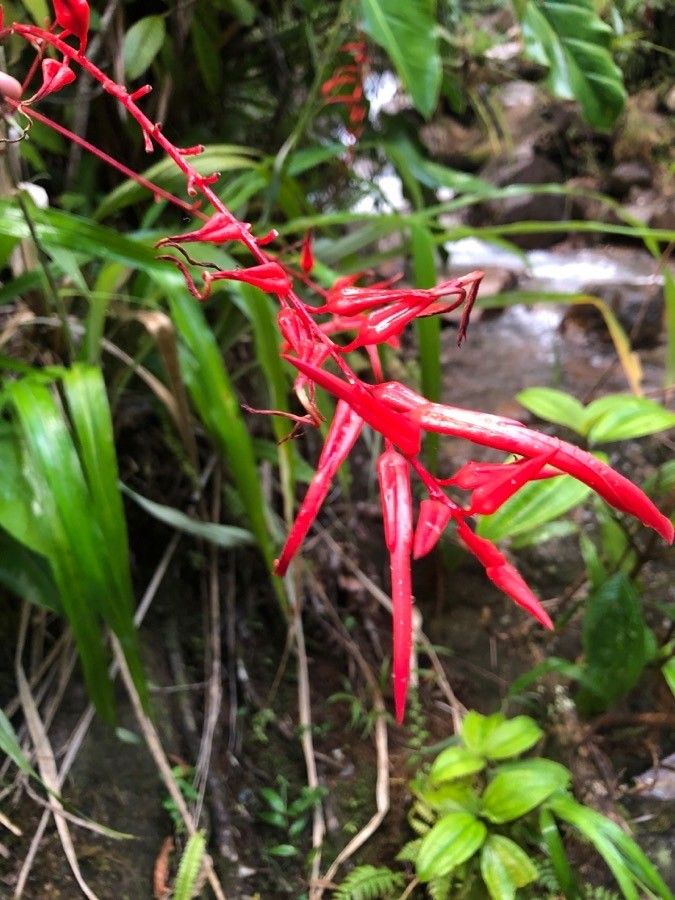 Pitcairnia angustifolia flower