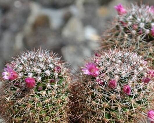 Mammillaria xaltianguensis — houseplant care guide