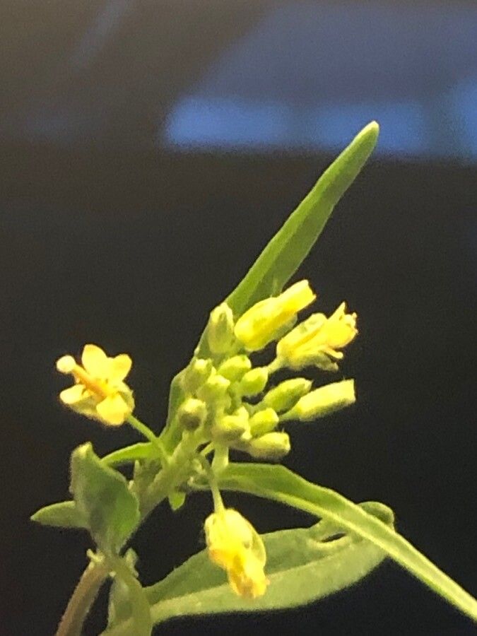 Sisymbrium runcinatum flower