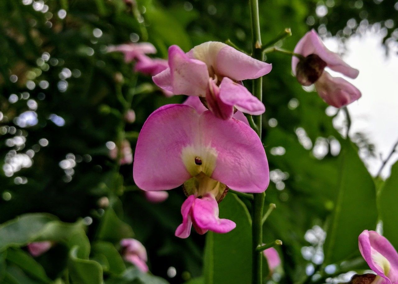 Lonchocarpus punctatus flower