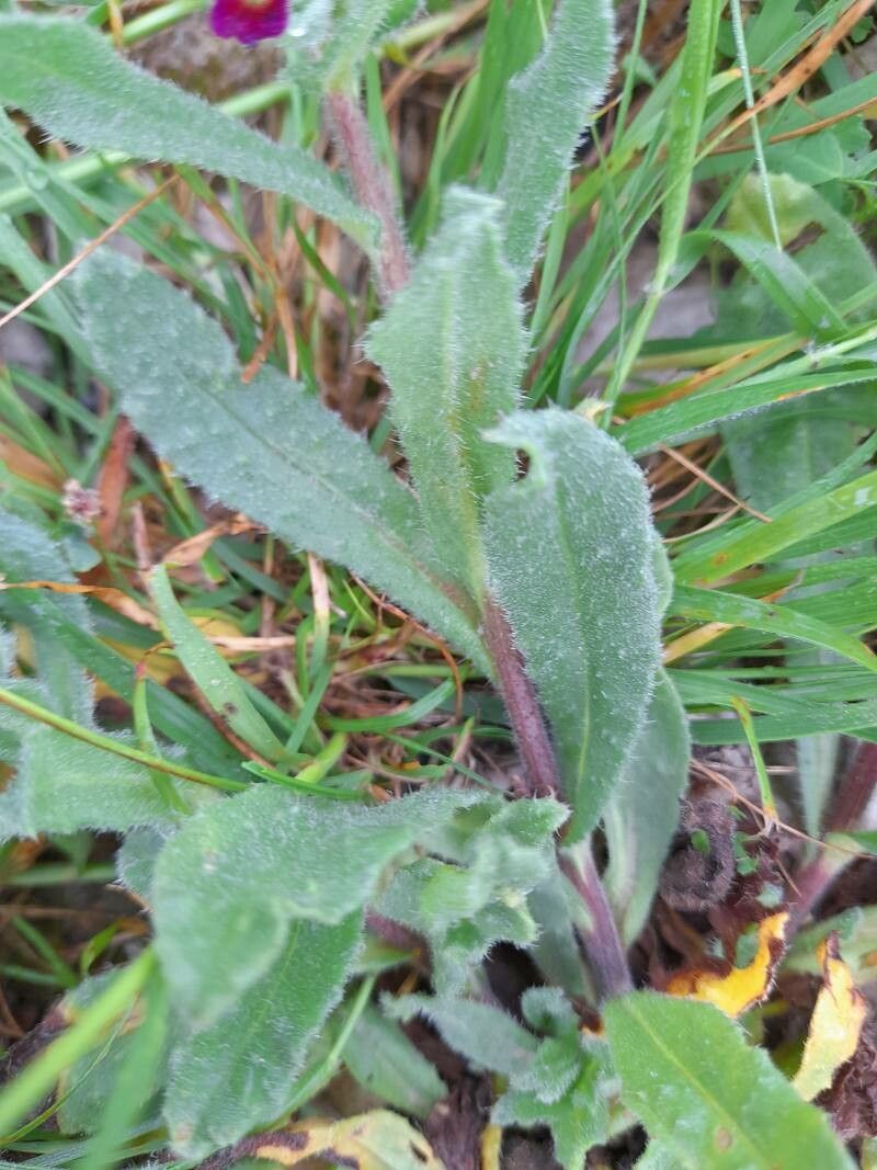Nonea caspica — related species from the same genus