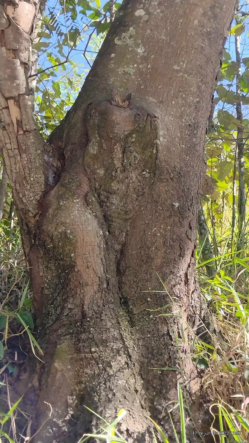 Ruprechtia laxiflora bark