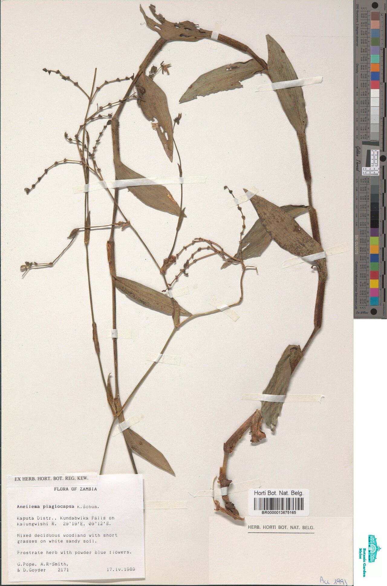 Aneilema plagiocapsa — houseplant care guide