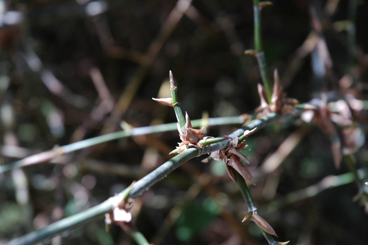 Dendrocalamus strictus — related species from the same genus