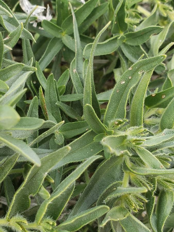 Lithospermum ruderale leaf