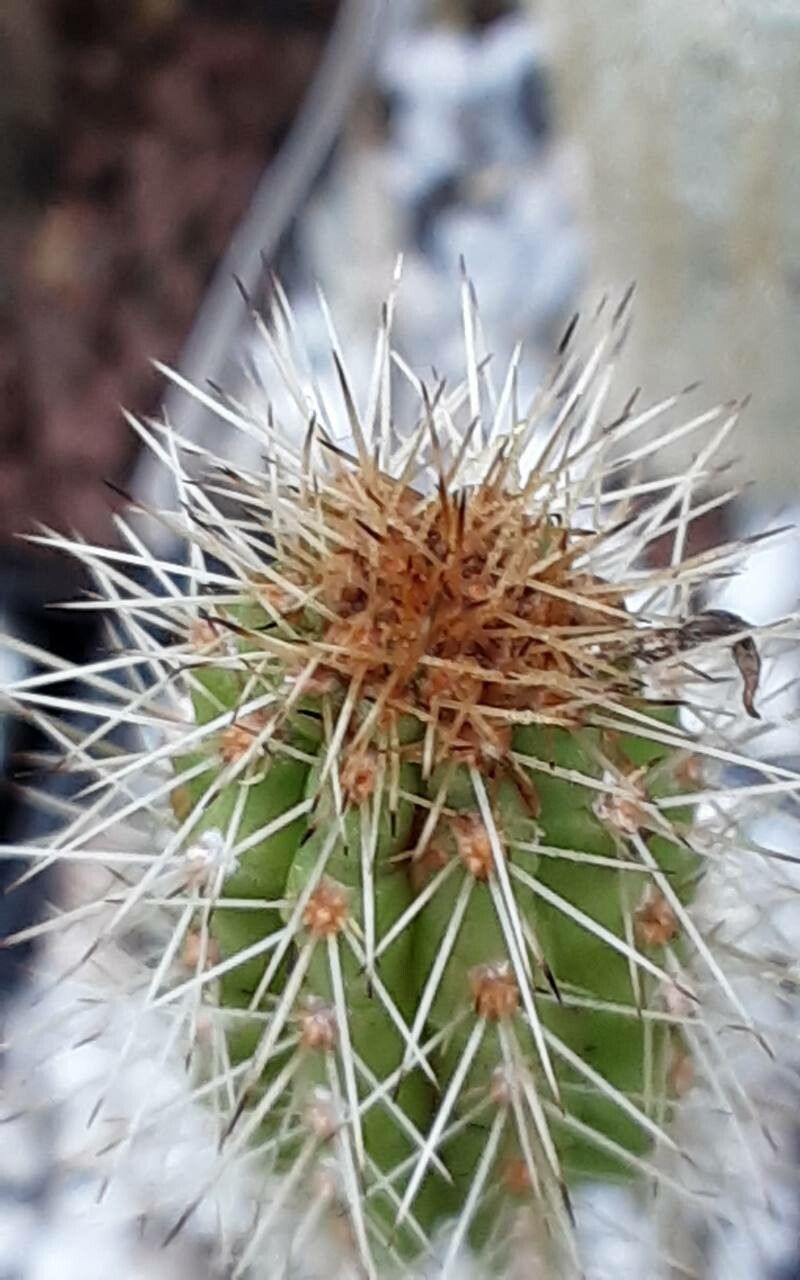 Harrisia fernowii other