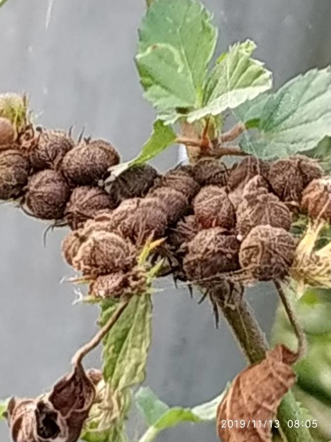 Melochia corchorifolia fruit