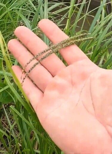 Paspalum scrobiculatum flower
