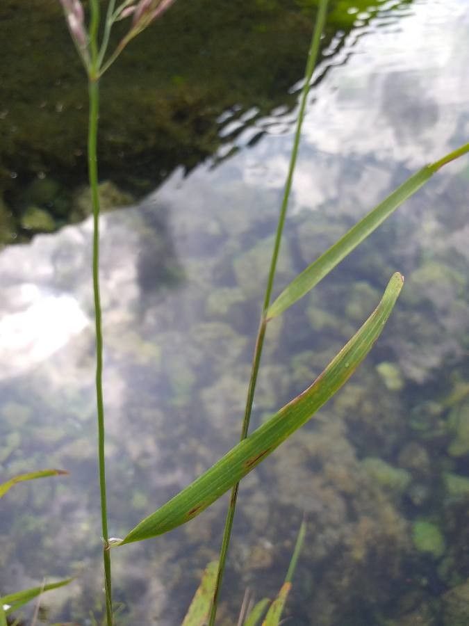 Trisetum flavescens — houseplant care guide