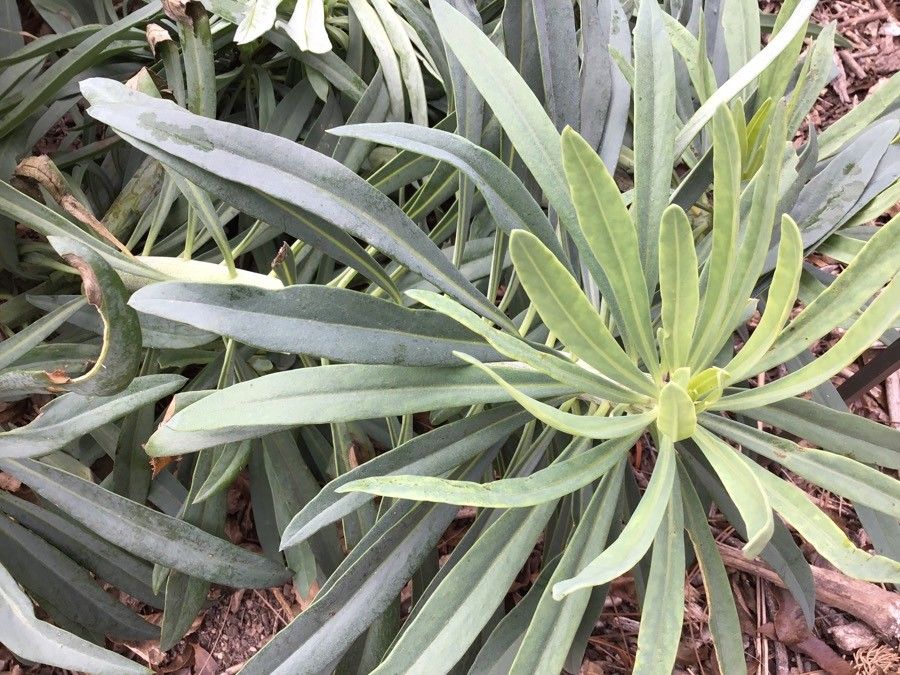 Kleinia neriifolia leaf