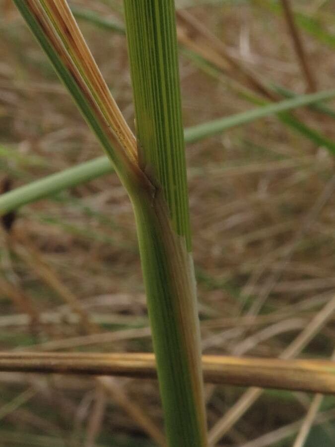 Calamagrostis epigejos leaf