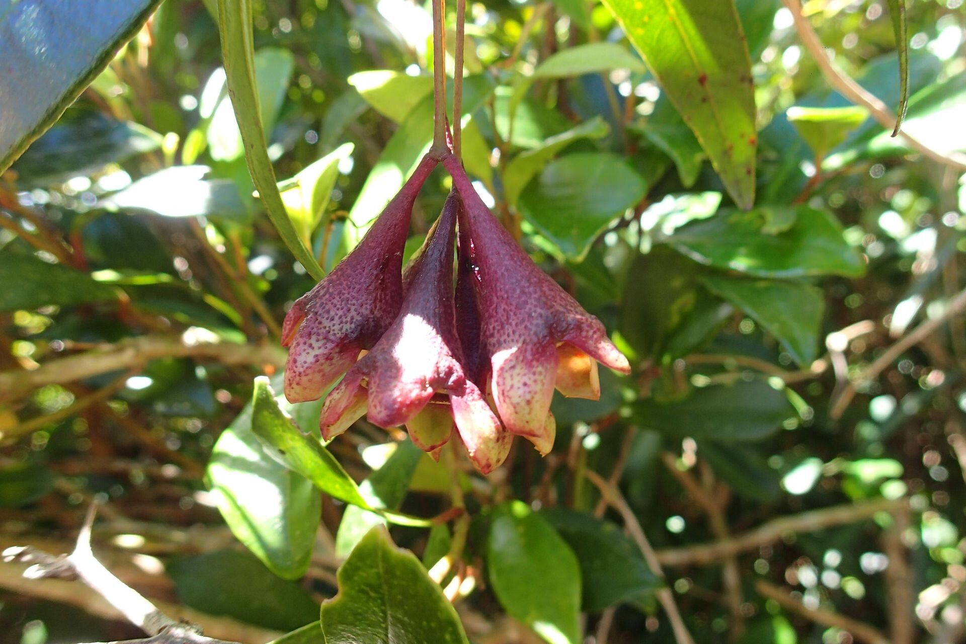Syzygium schistaceum flower