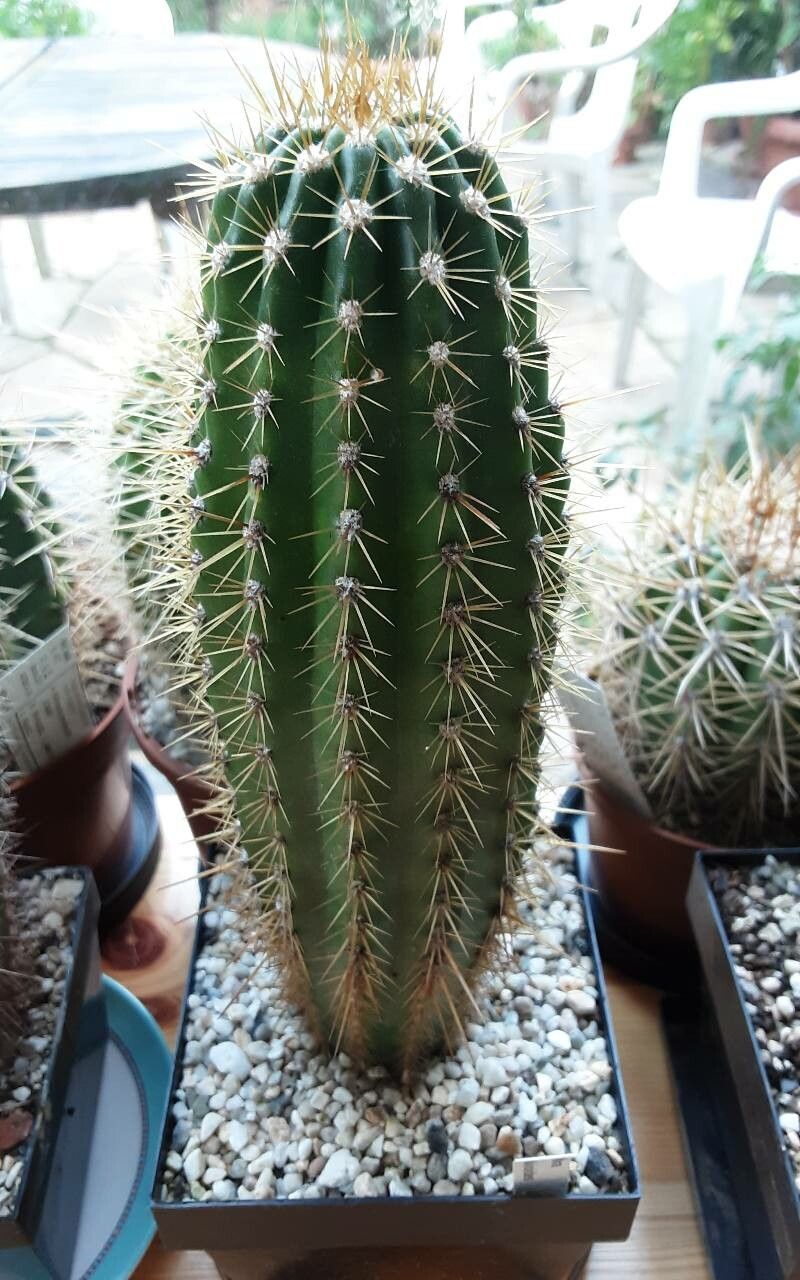 Echinopsis huascha bark
