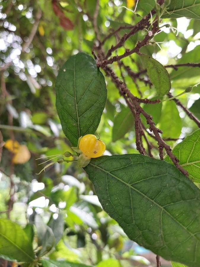 Streblus asper fruit