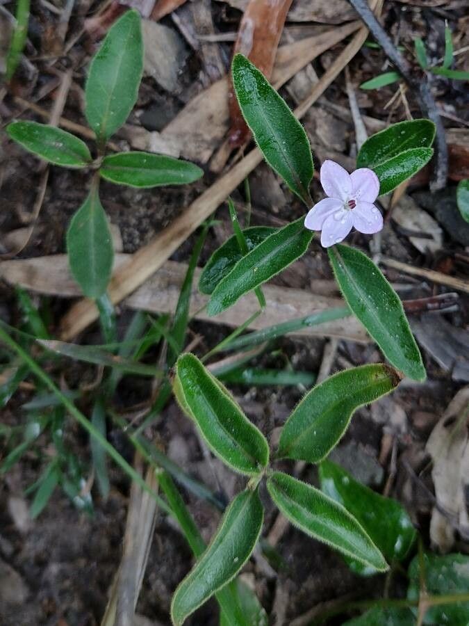 Pseuderanthemum variabile habit