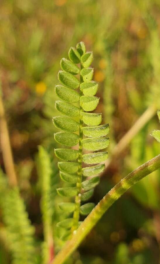 Ornithopus sativus leaf