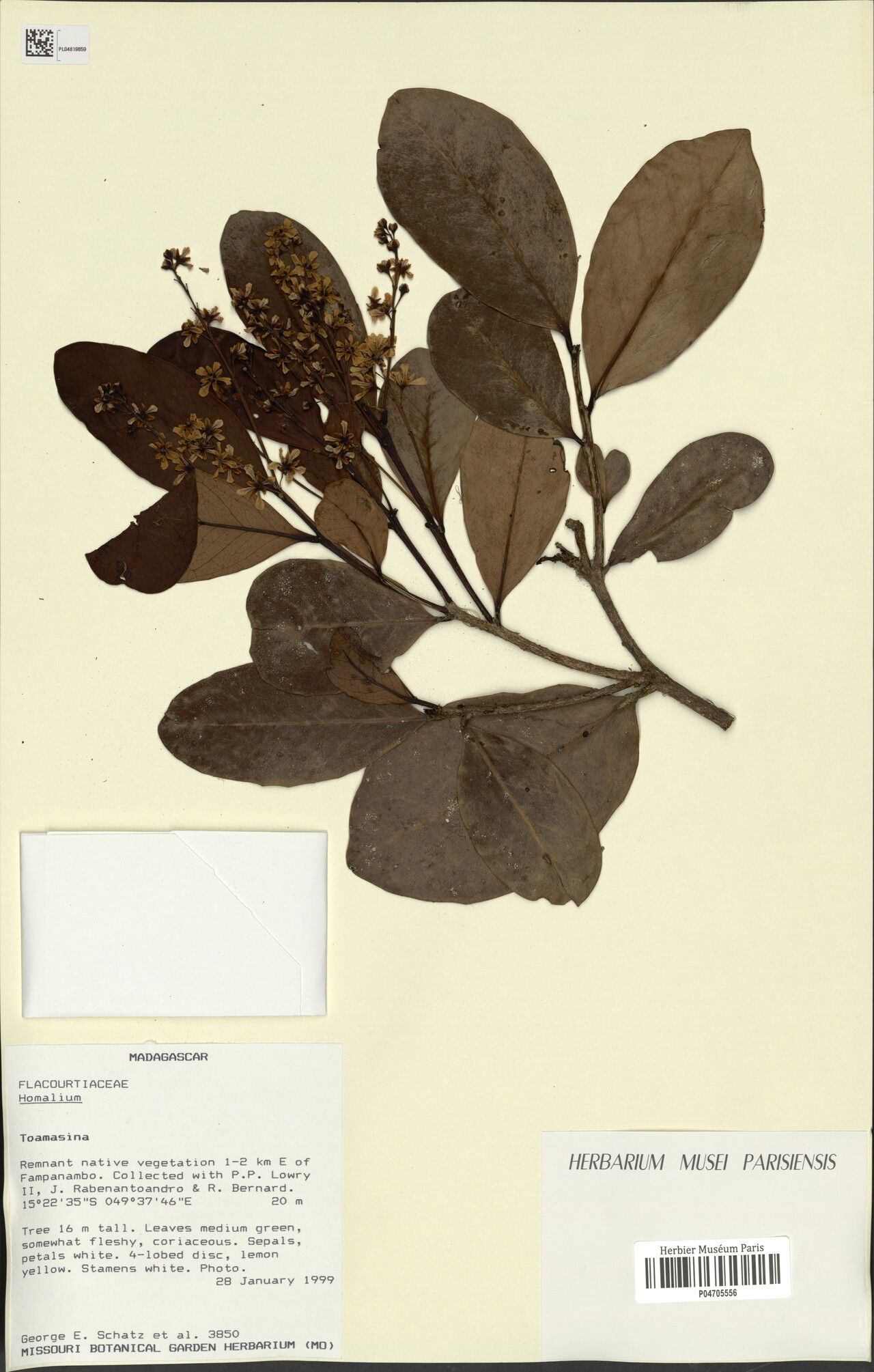 Homalium schatzii — houseplant care guide