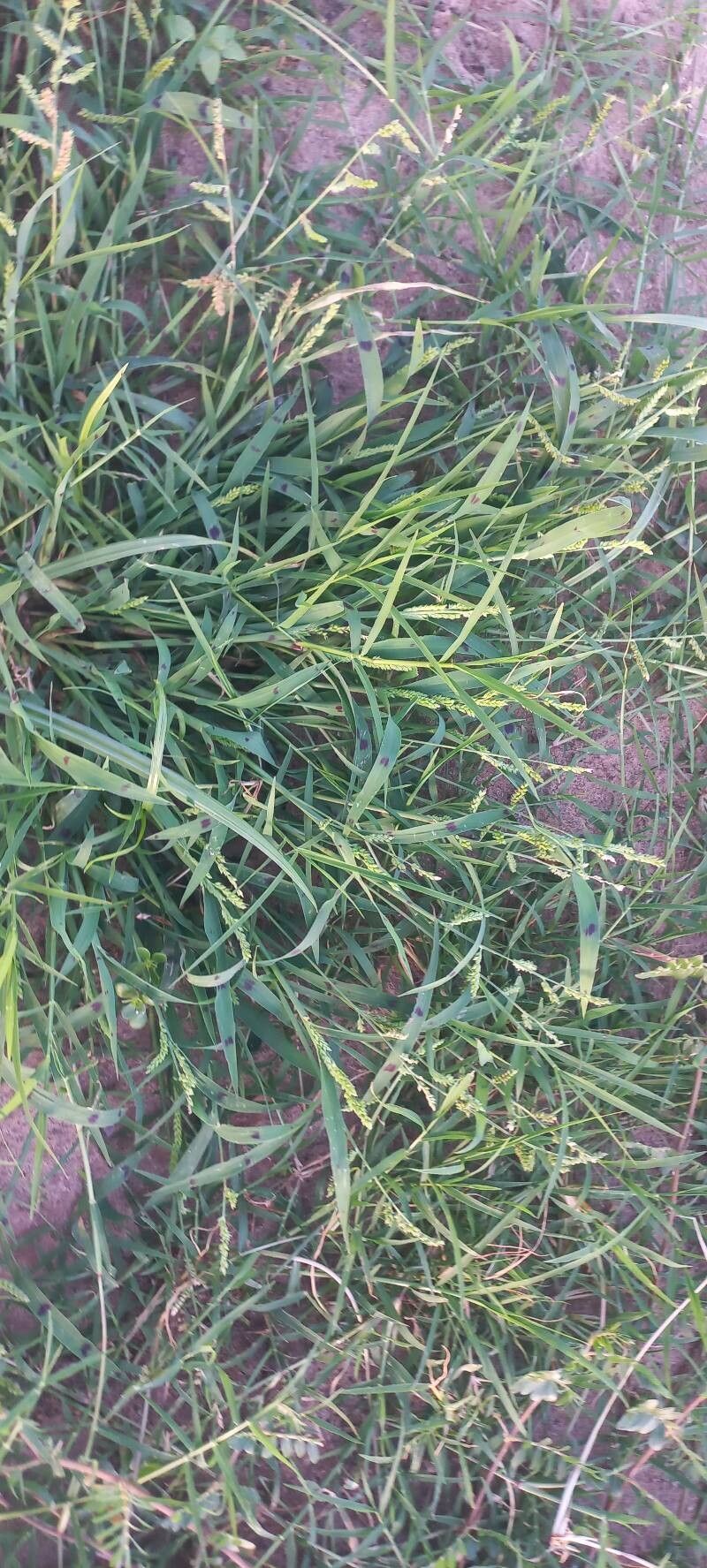 Urochloa dictyoneura flower