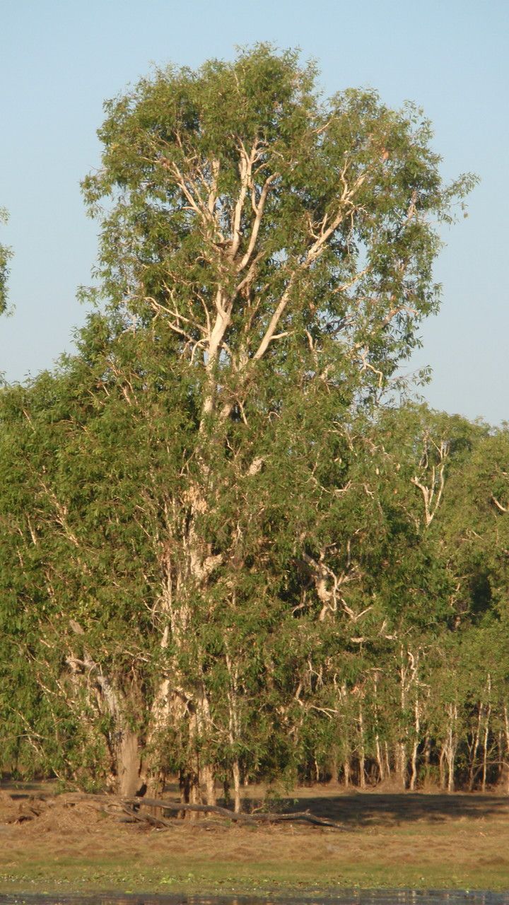 Melaleuca leucadendra habit