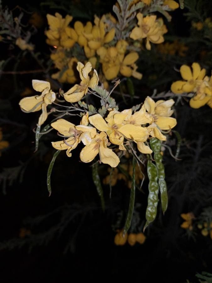 Cytisus purgans fruit