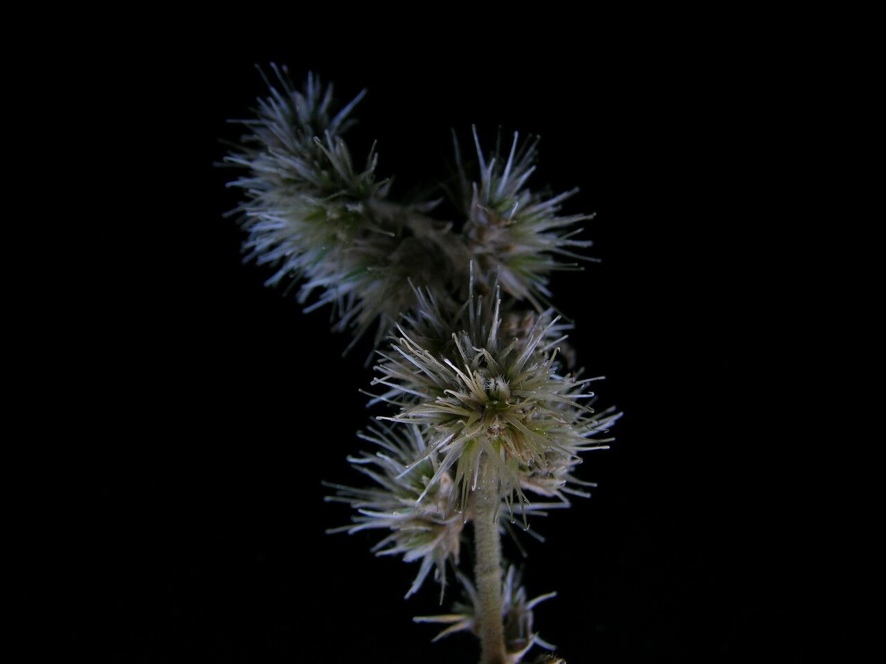 Cyathula capitata — related species from the same genus