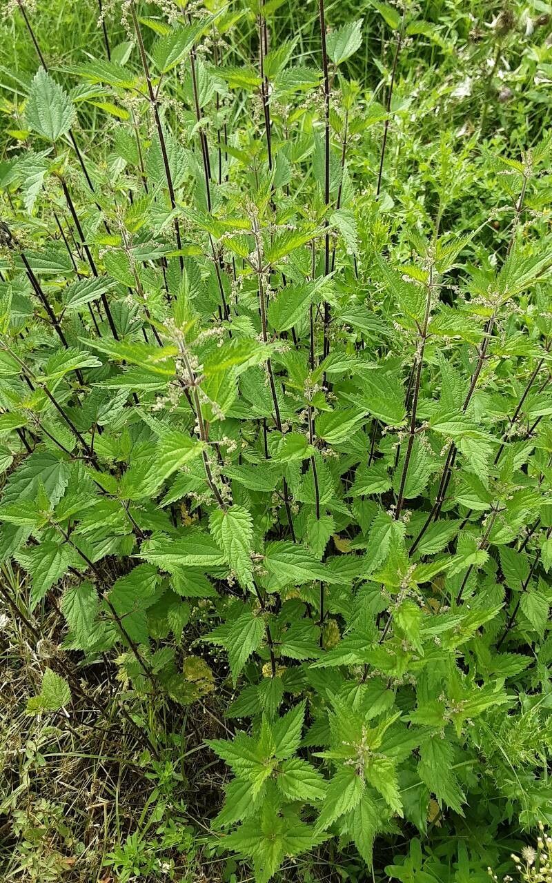 Urtica incisa habit