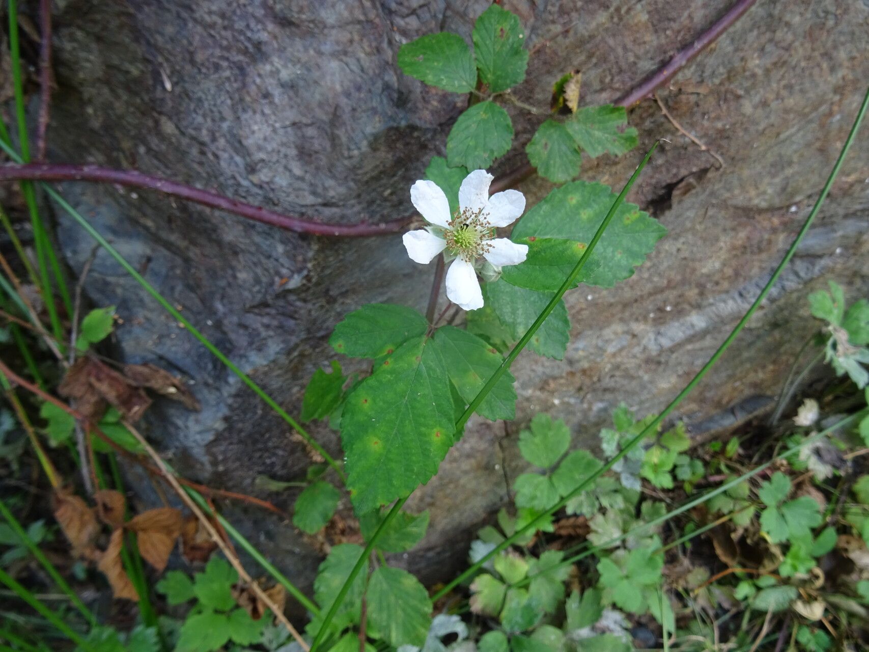 Rubus nessensis flower