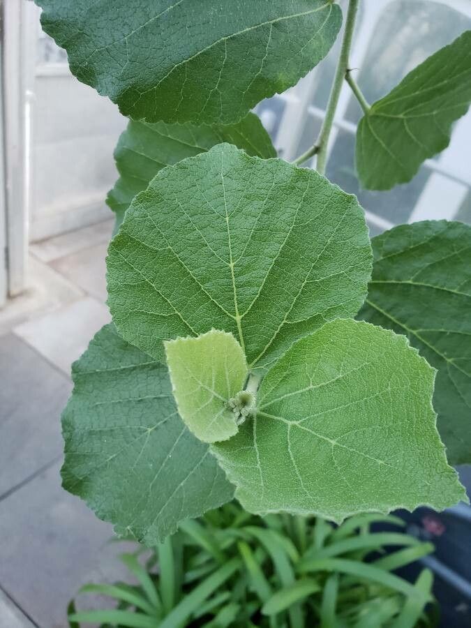 Dombeya spectabilis — search result for 'Dombeya'