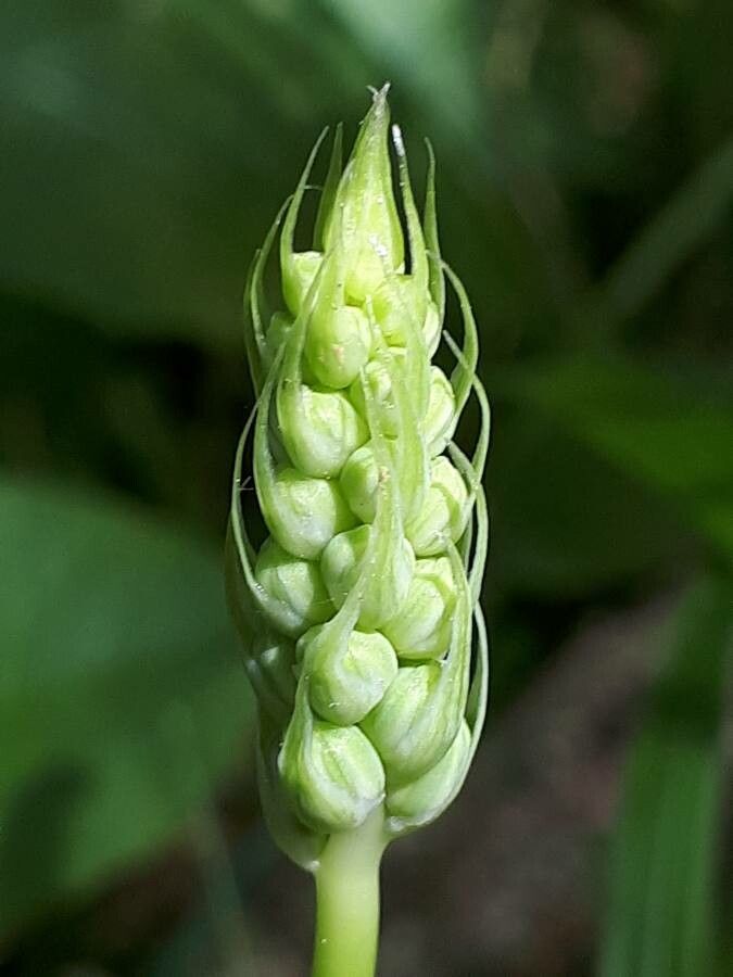 Loncomelos pyrenaicus fruit