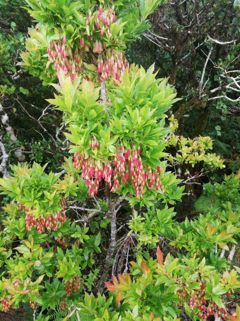 Vaccinium cylindraceum leaf